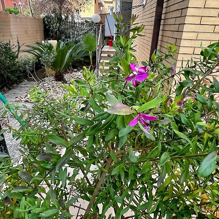 דירה Luce Retreat צ'יאמפינו